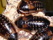 Аргентинский таракан (Blaptica-dubia) - <ro>Изображение</ro><ru>Изображение</ru> #1, <ru>Объявление</ru> #503562