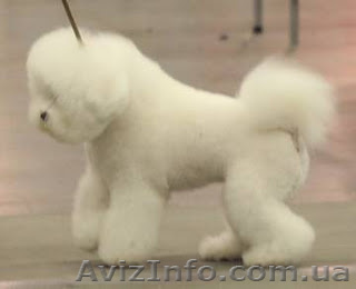 Бишон фризе - красивая - <ro>Изображение</ro><ru>Изображение</ru> #1, <ru>Объявление</ru> #499445