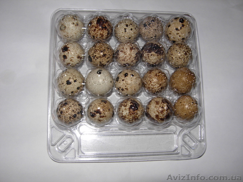 Перепелиные яйца. - <ro>Изображение</ro><ru>Изображение</ru> #1, <ru>Объявление</ru> #502844