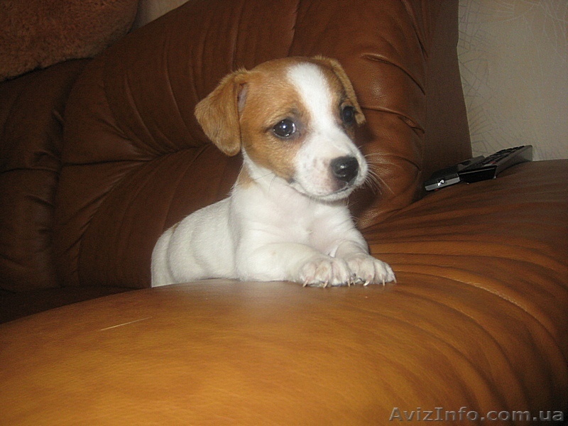 Замечательная порода Джек Рассел терьер - <ro>Изображение</ro><ru>Изображение</ru> #1, <ru>Объявление</ru> #499378