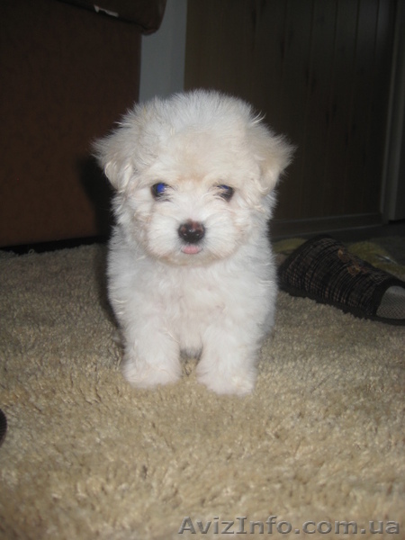 Предлагаю щенков Мальтийской болонки - <ro>Изображение</ro><ru>Изображение</ru> #1, <ru>Объявление</ru> #499415