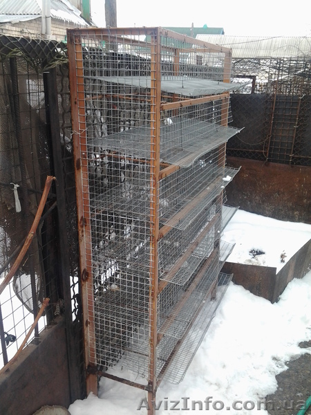 Клетки для перепелов на 150-180 голов - <ro>Изображение</ro><ru>Изображение</ru> #1, <ru>Объявление</ru> #549641