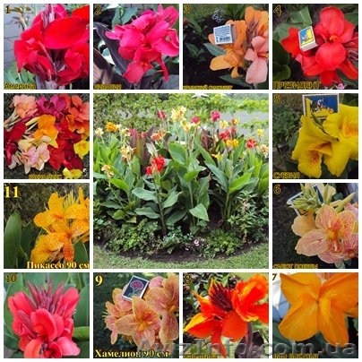 Цветы канны замысловатых оттенков 11сортов - <ro>Изображение</ro><ru>Изображение</ru> #1, <ru>Объявление</ru> #545190