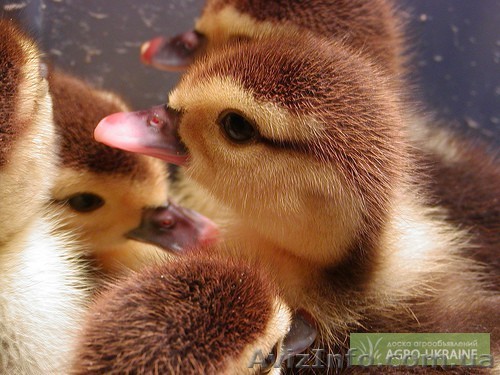 СГВК им.Мичурина - <ro>Изображение</ro><ru>Изображение</ru> #1, <ru>Объявление</ru> #575910