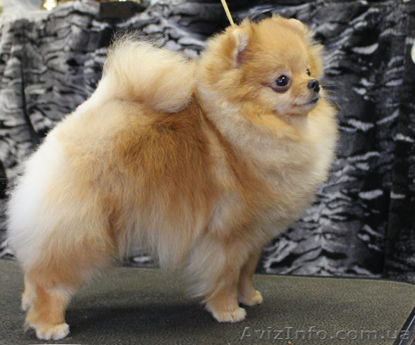 Померанского шпица - <ro>Изображение</ro><ru>Изображение</ru> #1, <ru>Объявление</ru> #562176