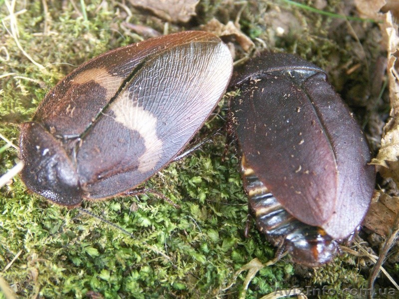 Таракан капучино (Erdaula capucina) - <ro>Изображение</ro><ru>Изображение</ru> #1, <ru>Объявление</ru> #594680