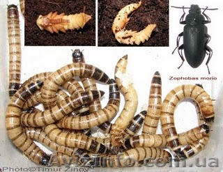 Зофобас (Zophobas morio) - <ro>Изображение</ro><ru>Изображение</ru> #1, <ru>Объявление</ru> #567940