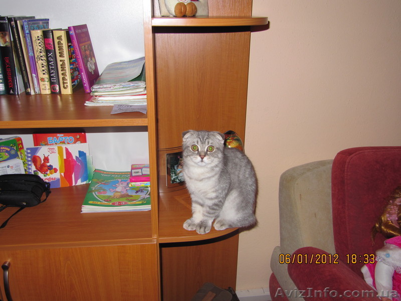 Потерялся шотландский вислоухий котёнок в Днепропетровске  ул.Рабочая - <ro>Изображение</ro><ru>Изображение</ru> #1, <ru>Объявление</ru> #616323