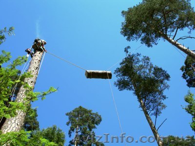 Срочный спил деревьев  - <ro>Изображение</ro><ru>Изображение</ru> #1, <ru>Объявление</ru> #637248