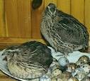 Перепела породы Фараон - <ro>Изображение</ro><ru>Изображение</ru> #1, <ru>Объявление</ru> #632390