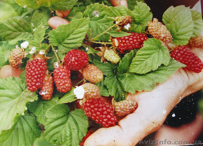 Продам малино-ежевичный гибрид Тайберри - <ro>Изображение</ro><ru>Изображение</ru> #1, <ru>Объявление</ru> #609832