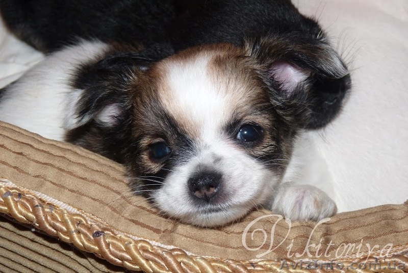 Щенки чихуахуа, документы  КСУ - <ro>Изображение</ro><ru>Изображение</ru> #1, <ru>Объявление</ru> #623901