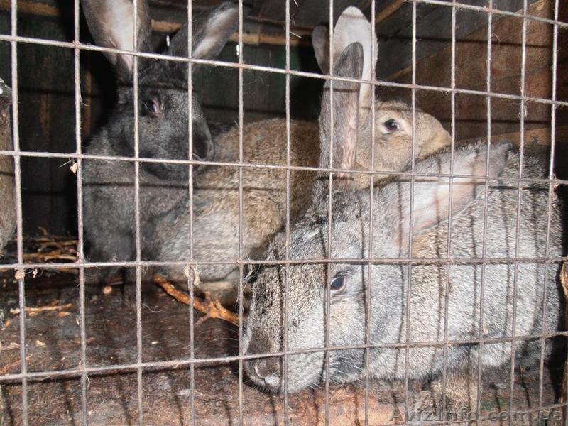 Кролики сландеры , великаны! - <ro>Изображение</ro><ru>Изображение</ru> #1, <ru>Объявление</ru> #615257