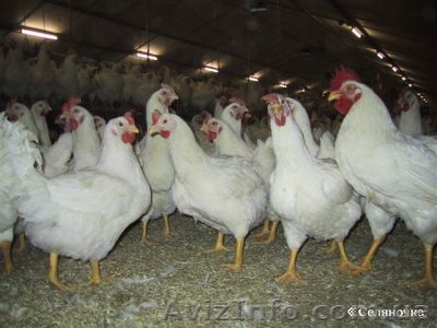 Куры бройлеры живым весом от 3 кг - <ro>Изображение</ro><ru>Изображение</ru> #1, <ru>Объявление</ru> #631221