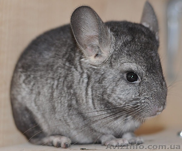 Продам шиншиллку - <ro>Изображение</ro><ru>Изображение</ru> #1, <ru>Объявление</ru> #610017