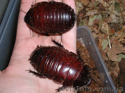 таракан-носорог (Macropanesthia rhinoceros) - <ro>Изображение</ro><ru>Изображение</ru> #1, <ru>Объявление</ru> #617392