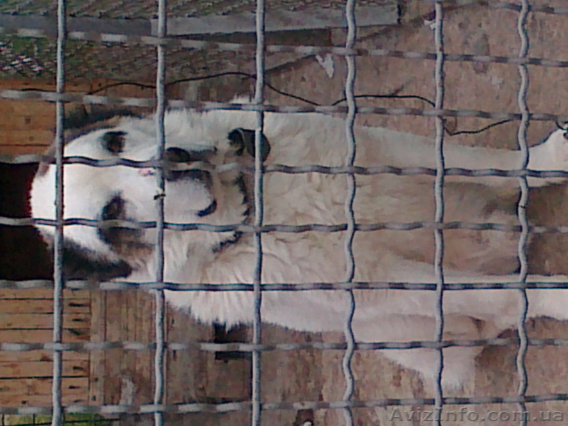 предлагаю собаку  - <ro>Изображение</ro><ru>Изображение</ru> #1, <ru>Объявление</ru> #641237