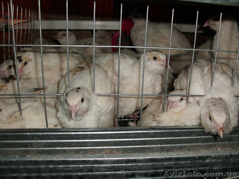 продам перепелов,цесарок - <ro>Изображение</ro><ru>Изображение</ru> #1, <ru>Объявление</ru> #483785