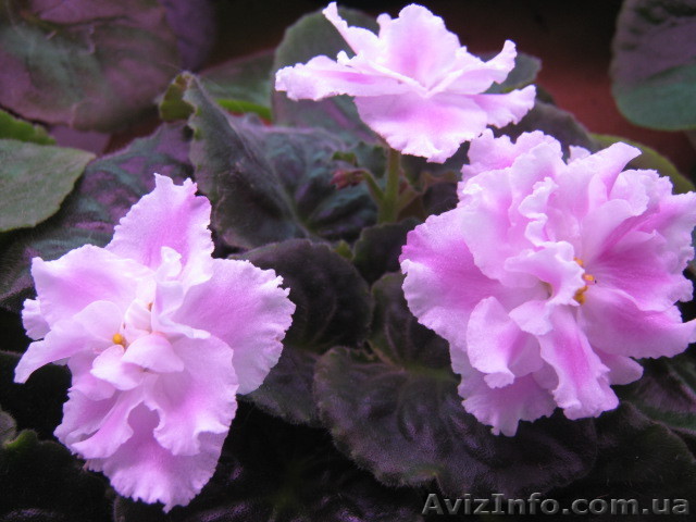 Купить фиалки (сенполии) в Днепропетровске - <ro>Изображение</ro><ru>Изображение</ru> #1, <ru>Объявление</ru> #644348