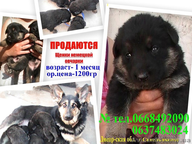 Чудесные маленькие немцы - <ro>Изображение</ro><ru>Изображение</ru> #1, <ru>Объявление</ru> #655043