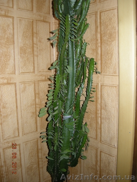 Продам кактус малочай - <ro>Изображение</ro><ru>Изображение</ru> #1, <ru>Объявление</ru> #695449