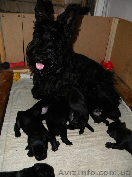 Продам щенков Шотландский Скотч терьер - <ro>Изображение</ro><ru>Изображение</ru> #1, <ru>Объявление</ru> #696693