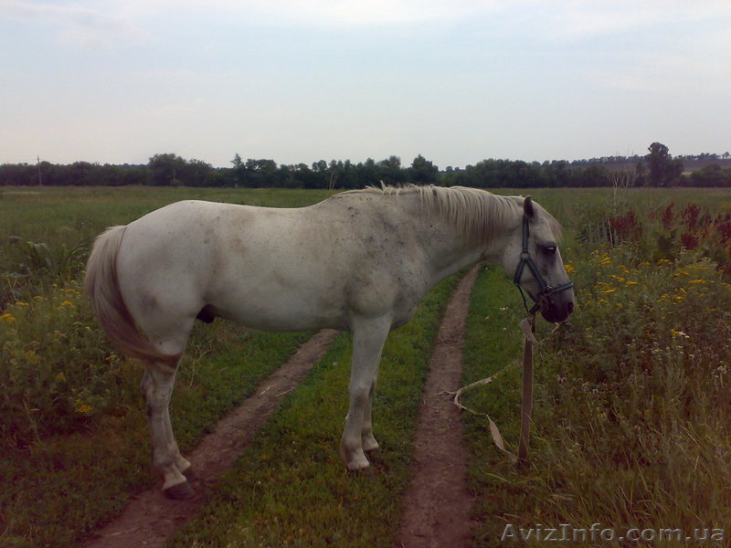 СРОЧНО продам коня - <ro>Изображение</ro><ru>Изображение</ru> #1, <ru>Объявление</ru> #695780