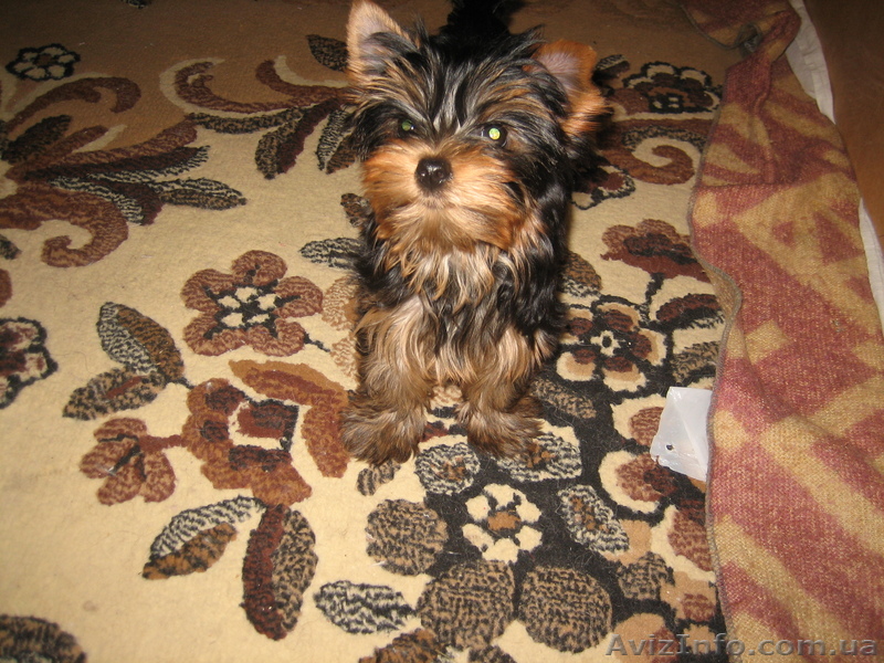 продам йорка - <ro>Изображение</ro><ru>Изображение</ru> #1, <ru>Объявление</ru> #651110
