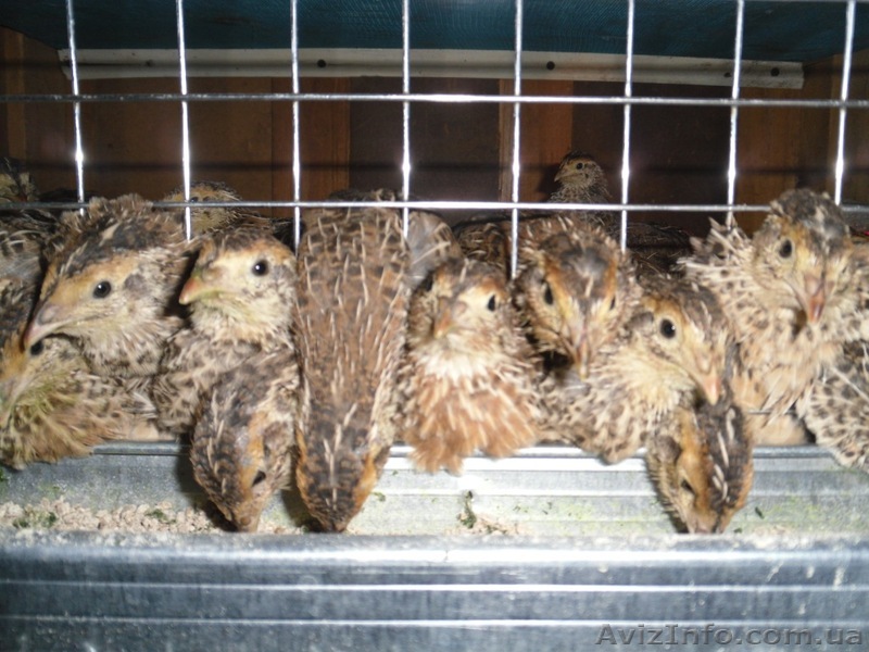 Японские перепела - <ro>Изображение</ro><ru>Изображение</ru> #1, <ru>Объявление</ru> #703041