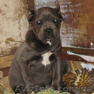 Щенки Кане Корсо.... - <ro>Изображение</ro><ru>Изображение</ru> #1, <ru>Объявление</ru> #722612