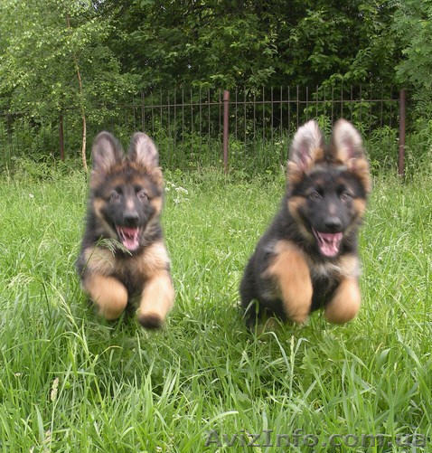 Щенки Немецкой Овчарки от Элитных Родителей продажа Кривой Рог - <ro>Изображение</ro><ru>Изображение</ru> #1, <ru>Объявление</ru> #715678