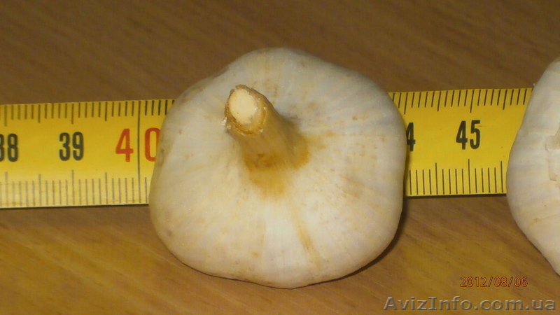 продажа чеснока оптом - <ro>Изображение</ro><ru>Изображение</ru> #1, <ru>Объявление</ru> #747933