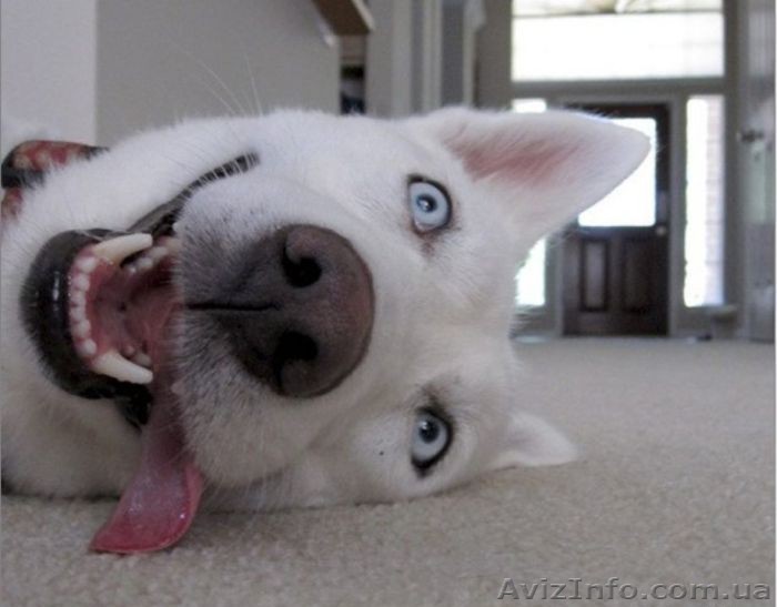 ЗОО такси                - <ro>Изображение</ro><ru>Изображение</ru> #1, <ru>Объявление</ru> #764250