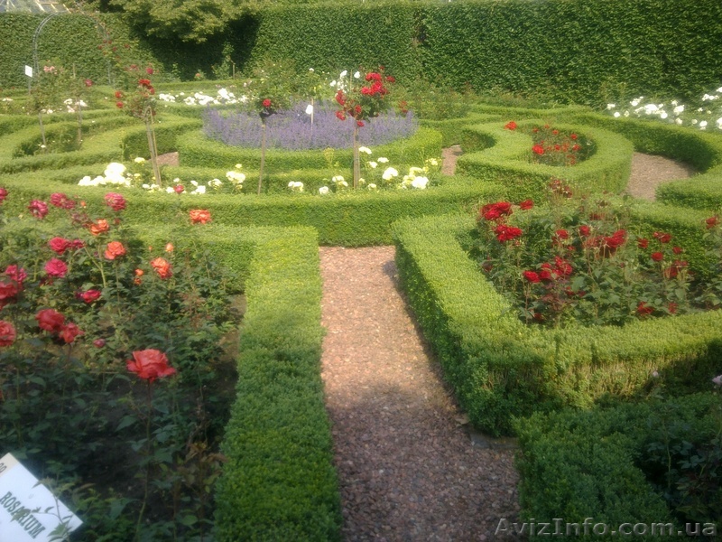 Озелинение Дизайн Продажа ростений - <ro>Изображение</ro><ru>Изображение</ru> #1, <ru>Объявление</ru> #757330