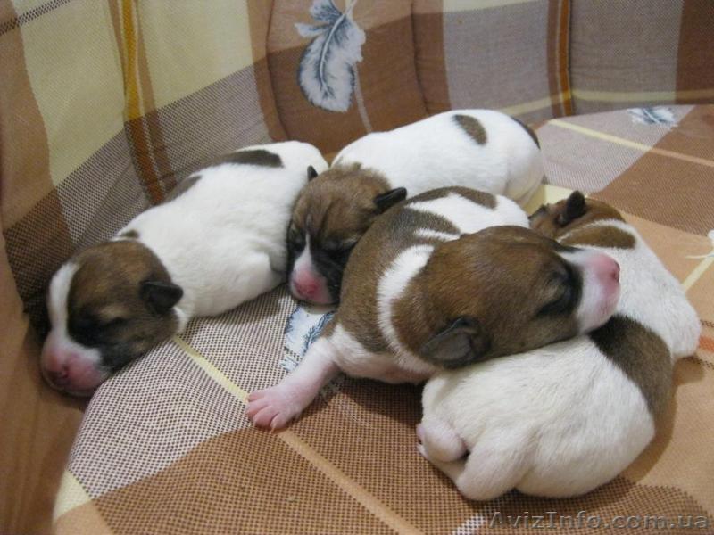 Продам щенков Джек Рассел Терьера - <ro>Изображение</ro><ru>Изображение</ru> #1, <ru>Объявление</ru> #757957