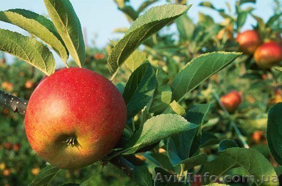 ПРОДАЕМ ЯБЛОКО КРУПНЫМ И МЕЛКИМ ОПТОМ - <ro>Изображение</ro><ru>Изображение</ru> #1, <ru>Объявление</ru> #693552