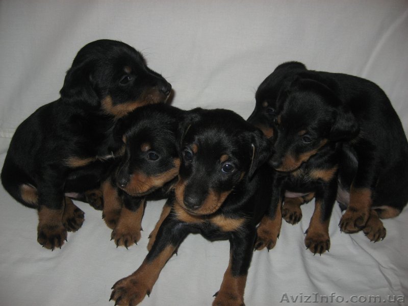 Продам щеночков ягдтерьера - <ro>Изображение</ro><ru>Изображение</ru> #1, <ru>Объявление</ru> #766676