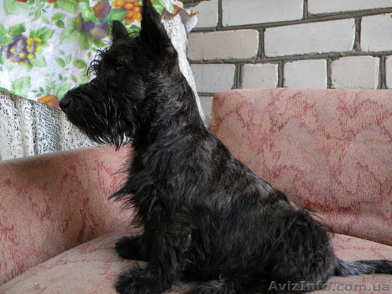 Продам щенков Скотч терьер! - <ro>Изображение</ro><ru>Изображение</ru> #1, <ru>Объявление</ru> #775410