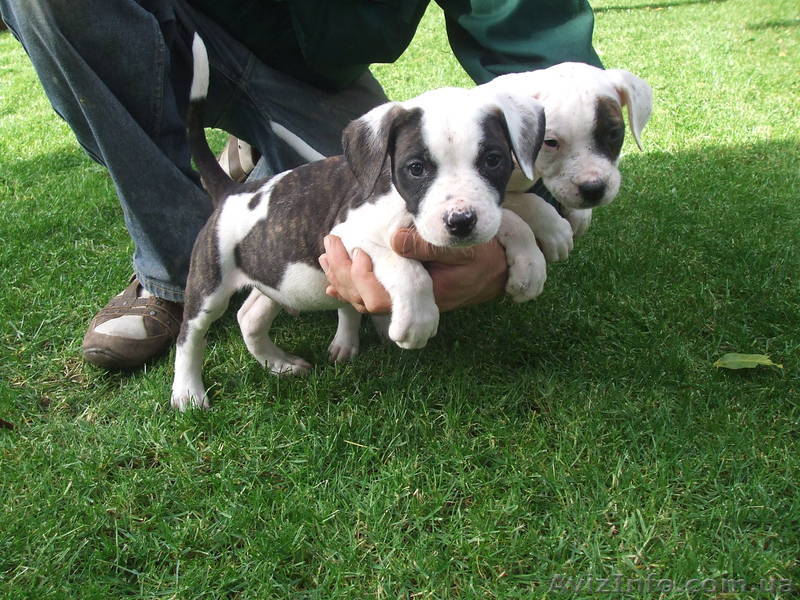 американский бульдог щенки      - <ro>Изображение</ro><ru>Изображение</ru> #1, <ru>Объявление</ru> #808090