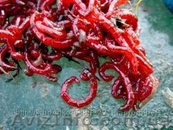  крупный мотыль. - <ro>Изображение</ro><ru>Изображение</ru> #1, <ru>Объявление</ru> #825325