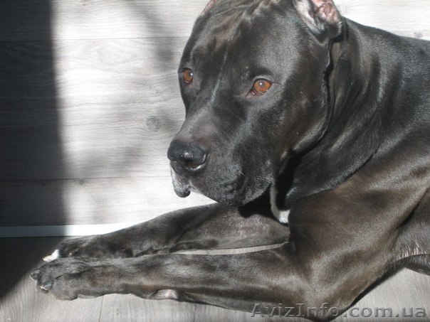  Буч, серьёзный пёс красавец и аристократ - <ro>Изображение</ro><ru>Изображение</ru> #1, <ru>Объявление</ru> #828995