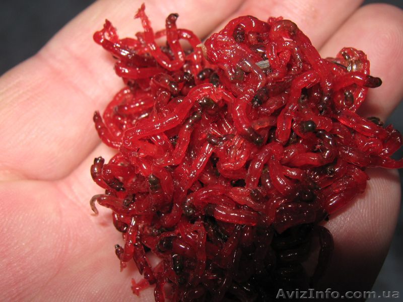 Мотыль крупный рыбацкий - <ro>Изображение</ro><ru>Изображение</ru> #1, <ru>Объявление</ru> #819760