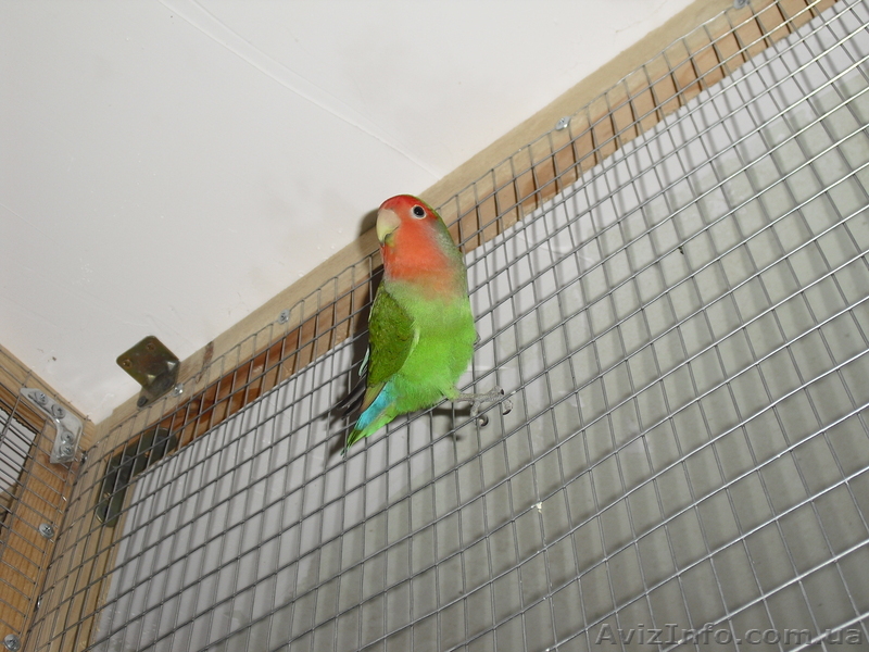 Неразлучники Розовощекие и Масковые - <ro>Изображение</ro><ru>Изображение</ru> #1, <ru>Объявление</ru> #832832