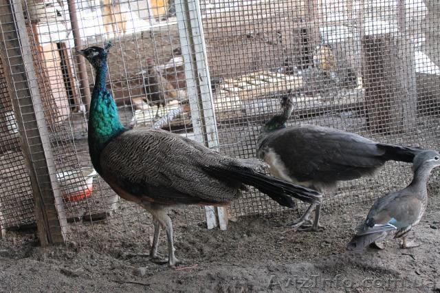 Павлин индийский - <ro>Изображение</ro><ru>Изображение</ru> #1, <ru>Объявление</ru> #834972