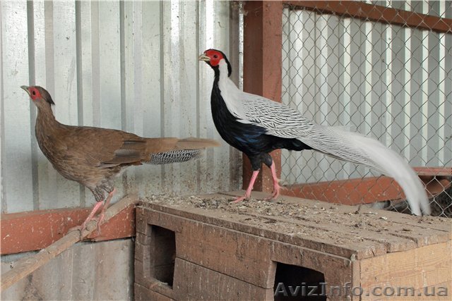 Фазан серебряный - <ro>Изображение</ro><ru>Изображение</ru> #1, <ru>Объявление</ru> #834986