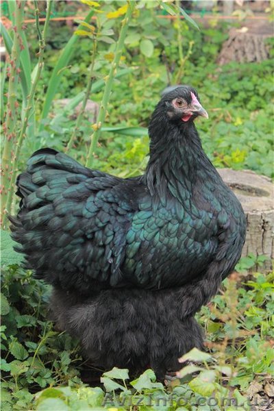 Кохинхин черный        - <ro>Изображение</ro><ru>Изображение</ru> #1, <ru>Объявление</ru> #834979