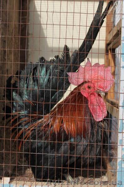 декоративные куры шабо - <ro>Изображение</ro><ru>Изображение</ru> #1, <ru>Объявление</ru> #834985