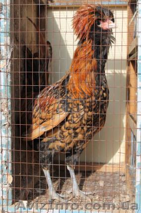 Падуан                     - <ro>Изображение</ro><ru>Изображение</ru> #1, <ru>Объявление</ru> #834982