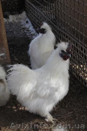 Шелковистые Белые            - <ro>Изображение</ro><ru>Изображение</ru> #1, <ru>Объявление</ru> #834984