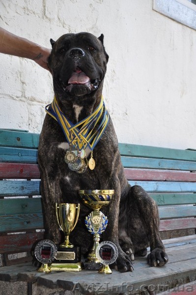 Щенки Кане Корсо... - <ro>Изображение</ro><ru>Изображение</ru> #1, <ru>Объявление</ru> #835806